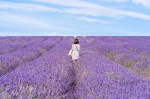 Savitri Wilder: Hitchin Lavender Farm