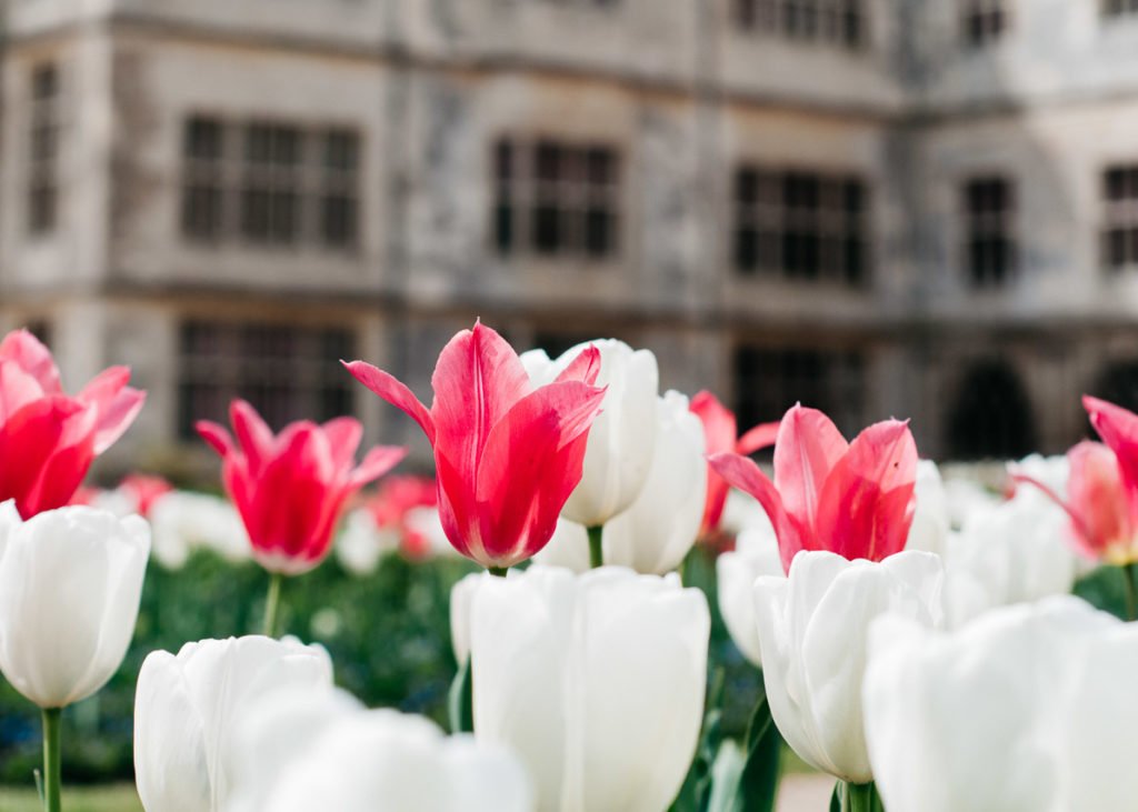 Savitri Wilder: Audley End