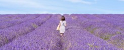 Savitri Wilder: Hitchin Lavender Farm