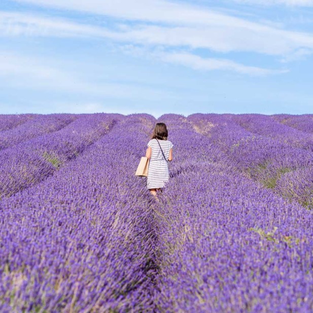 Savitri Wilder: Hitchin Lavender Farm