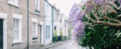 photoofwisteria