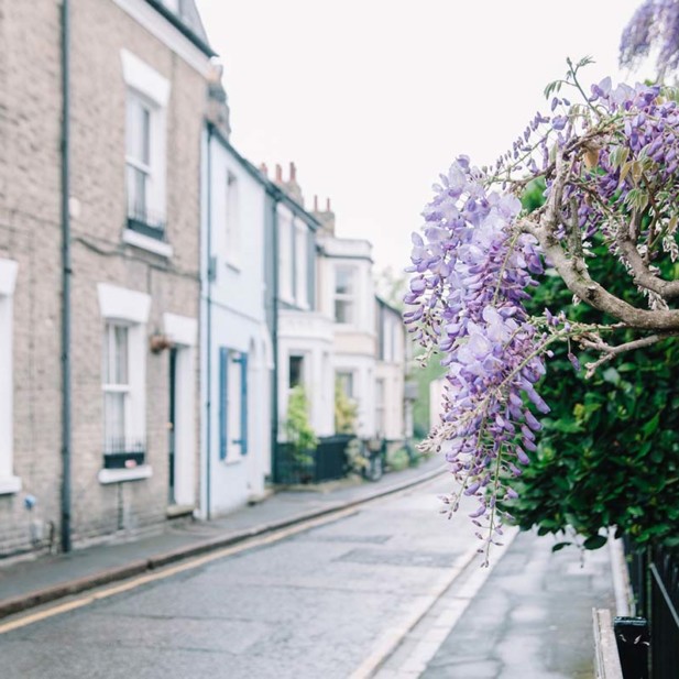photoofwisteria